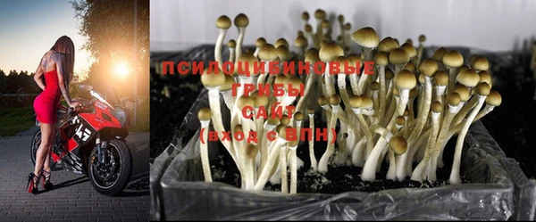 ПСИЛОЦИБИНОВЫЕ ГРИБЫ Протвино