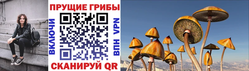 Псилоцибиновые грибы Psilocybe  Кодинск 